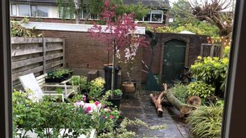 Bloembollen in potten beschikbaar voor biedingen