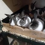 Hollander konijntjes, Dieren en Toebehoren, Meerdere dieren