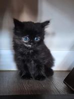 Main coon x ragdoll kittens, Geslacht onbekend, Ontwormd, 0 tot 2 jaar