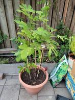 Vijgenboom, Tuin en Terras, Planten | Bomen, Volle zon, Bloeit niet, 100 tot 250 cm, Overige soorten