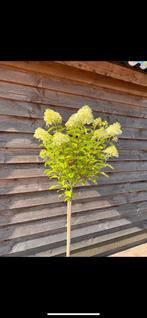 Hydrangea lime light | half stam | hortensia | 80/90/100 cm, Tuin en Terras, Planten | Bomen, In pot, Zomer, Overige soorten, Volle zon