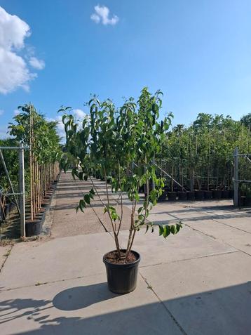 zevenzonenboom heptacodium miconioides meerstammige hoogstam beschikbaar voor biedingen