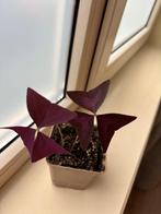 Oxalis Triangularis (klaverzuring), Ophalen, Overige soorten, Halfschaduw, Minder dan 100 cm