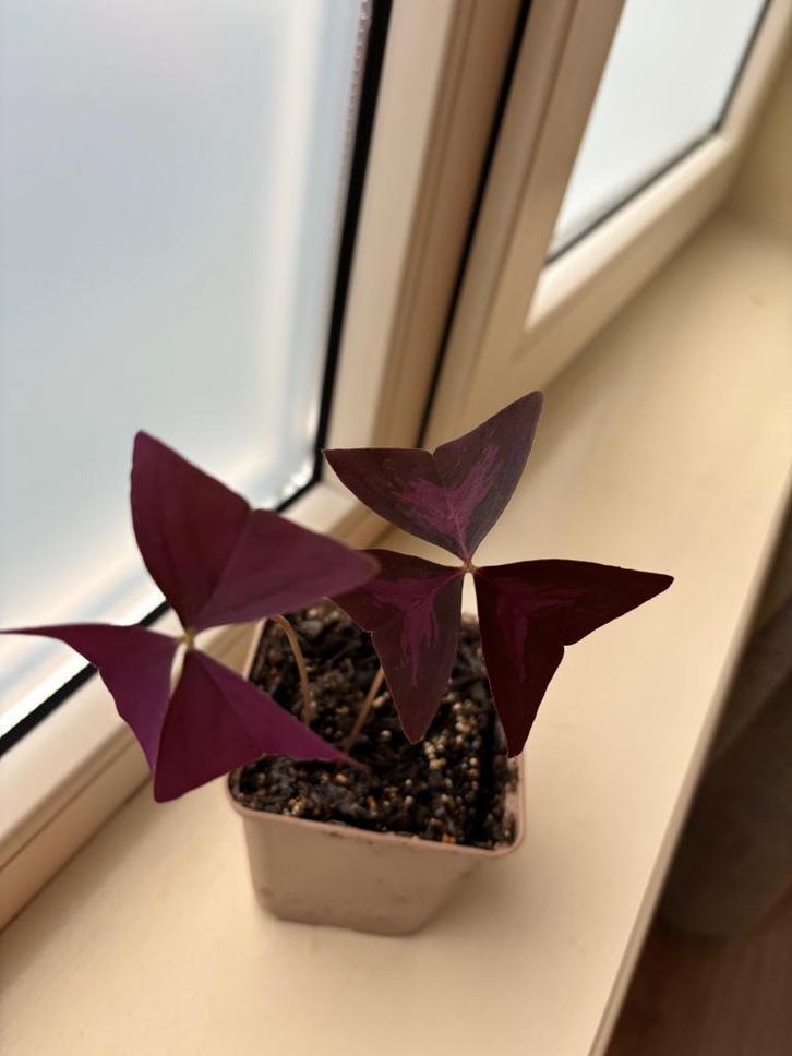 Oxalis Triangularis (klaverzuring), Huis en Inrichting, Kamerplanten, Overige soorten, Minder dan 100 cm, Bloeiende kamerplant