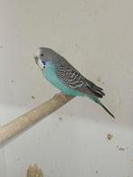 Grasparkiet man split blackwing, Mannelijk, Parkiet