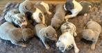 Old Englisch Bulldog, Dieren en Toebehoren, Honden | Bulldogs, Pinschers en Molossers, Rabiës (hondsdolheid), Reu, 8 tot 15 weken