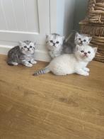Britse korthaar kittens van de Whiskas reclame  silvertabby, Meerdere dieren, Gechipt, 0 tot 2 jaar