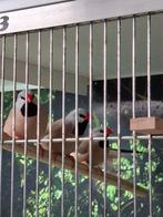 Spitstaart amadines, Dieren en Toebehoren, Vogels | Overige Vogels, Meerdere dieren