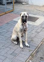 Kangal pup, Dieren en Toebehoren, Honden | Herdershonden en Veedrijvers, Particulier, Rabiës (hondsdolheid), 15 weken tot 1 jaar