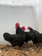 Prachitge mooie australorp trio, Dieren en Toebehoren, Pluimvee