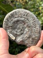 Ammoniet Fossiel, Verzamelen, Mineralen en Fossielen, Ophalen of Verzenden, Fossiel