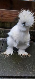 USA zijdehoen haan, Dieren en Toebehoren, Pluimvee, Mannelijk, Kip