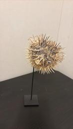 Blowfish op voet, Ophalen of Verzenden, Zo goed als nieuw