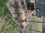 Haan, Dieren en Toebehoren, Mannelijk, Kip