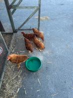 Hanen GRATIS new hampshire, Dieren en Toebehoren, Pluimvee, Mannelijk, Kip