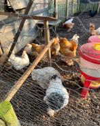 Brahma kippen + haan te koop, Dieren en Toebehoren, Mannelijk, Kip