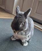 Kleurdwerg rammetje . Moet weg gratis voor 30 oktober, Dieren en Toebehoren, Konijnen, Mannelijk, Dwerg