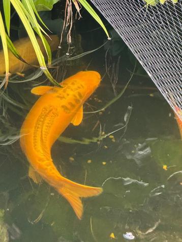 Japanse Koi yamabuki doitsu ogon 80 cm beschikbaar voor biedingen