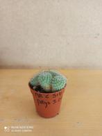 Cristaat cactus potmaat 5.5 nummer C514, Huis en Inrichting, Ophalen of Verzenden, Halfschaduw, Minder dan 100 cm