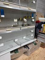 Mooie kanaries mannen en vrouwen, Dieren en Toebehoren, Meerdere dieren, Kleurkanarie