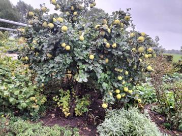 kwee appels beschikbaar voor biedingen