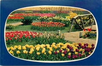 (300-139-043) Nederland Holland in bloementooi beschikbaar voor biedingen