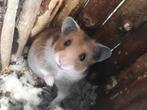 Goudhamsters en dwerghamsters, leuke kooien en meer., Dieren en Toebehoren, Vrouwelijk, Hamster, Na 1 juli 2024