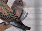 Te koop bourkes parkieten uit blauw, Dieren en Toebehoren, Vogels | Parkieten en Papegaaien, Mannelijk, Parkiet