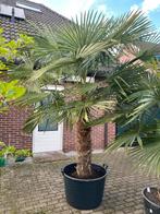 Winterharde palmboom, palm, Trachycarpus Fortunei, 150 stam, In pot, Volle zon, Ophalen of Verzenden, Palmboom