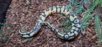 Python regius 1.1, Dieren en Toebehoren, Reptielen en Amfibieën, Slang, 0 tot 2 jaar