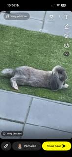 Konijn Franse hangoor en Nederlandse hangoor, Mannelijk, Groot, Hangoor, 3 tot 5 jaar