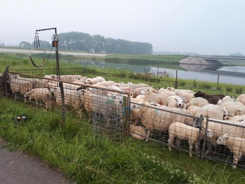 Schapen Scheren., Dieren en Toebehoren, Schapen, Geiten en Varkens, Schaap, Meerdere dieren