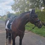 Betrouwbare allround D pony ruin M1 Dressuur, Gechipt, Ruin, M, 11 jaar of ouder