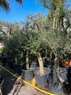 Olijf bomen stam 90/100 dan de kruin super prijs 99,50, Tuin en Terras, Planten | Bomen, 100 tot 250 cm, Olijfboom, Ophalen, Volle zon