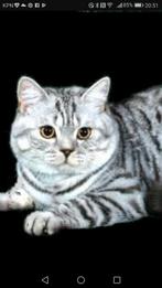 Brits korthaar dekkater, Dieren en Toebehoren, Katten en Kittens | Dekkaters, 6 jaar of ouder