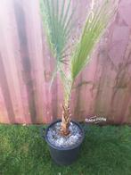 Washingtonia robusta, Tuin en Terras, Ophalen, Volle zon, Palmboom, 100 tot 250 cm