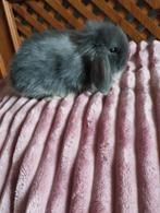 konijntjes nhd hangoor x teddy widder, Dieren en Toebehoren, Konijnen, Meerdere dieren, Dwerg, Hangoor, 0 tot 2 jaar