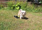 Lieve mini/tea cup shih tzu op zoek naar rustig plekje., Dieren en Toebehoren, Honden | Chihuahua's en Gezelschapshonden, 6 jaar of ouder