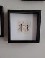 Insecten in lijst (nr:3), Verzamelen, Ophalen of Verzenden, Zo goed als nieuw, Insect, Opgezet dier