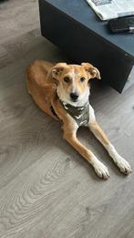 Leah een zeer leuk pupje (sde), Particulier, 15 weken tot 1 jaar, Buitenland, Teef