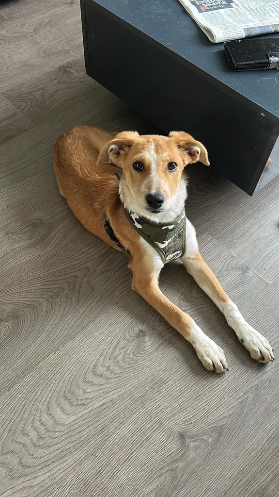 Leah een zeer leuk pupje (sde), Dieren en Toebehoren, Honden | Niet-rashonden, Middel, Teef, Particulier, Eén hond, Buitenland