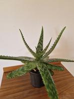 Aloe, Ophalen, Vetplant, Halfschaduw, Minder dan 100 cm