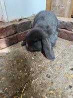 5 hangoor x franse hangoor konijntjes, Meerdere dieren, Hangoor