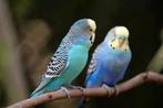 Op zoek: jonge, tamme grasparkiet, Dieren en Toebehoren, Vogels | Parkieten en Papegaaien, Parkiet
