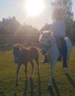 Leuke welsh merrie en/of hengstveulen, Merrie, Gechipt, Zadelmak, 7 tot 10 jaar