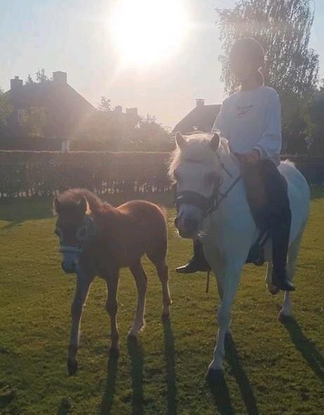 Leuke welsh merrie en/of hengstveulen, Dieren en Toebehoren, Pony's, Merrie, Zadelmak, B pony (1.17m tot 1.27m), Recreatiepony