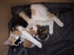 3 weken rood witte kitten., Dieren en Toebehoren, Katten en Kittens | Overige Katten, Poes