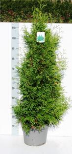 Conifeer thuja brabant, Tuin en Terras, Ophalen of Verzenden, Conifeer, Struik, 100 tot 250 cm