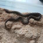 Hognose vrouw wildkleur dh snow, Dieren en Toebehoren, Slang, 3 tot 6 jaar
