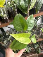Epipremnum Jade - Green Pothos, Huis en Inrichting, Kamerplanten, Overige soorten, Minder dan 100 cm, Ophalen of Verzenden, Halfschaduw